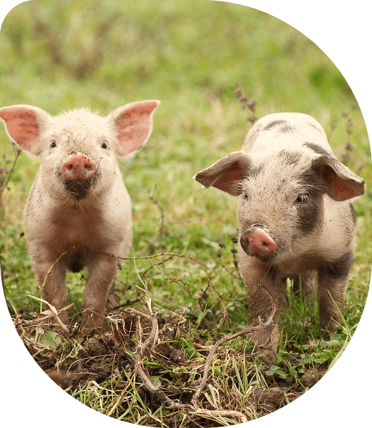 services_image1 usługi